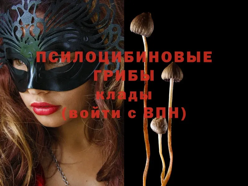 как найти закладки  Белореченск  Галлюциногенные грибы Psilocybe 